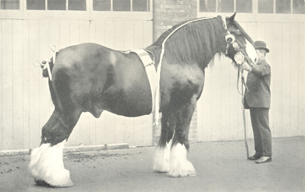 SHIRE STALLION.